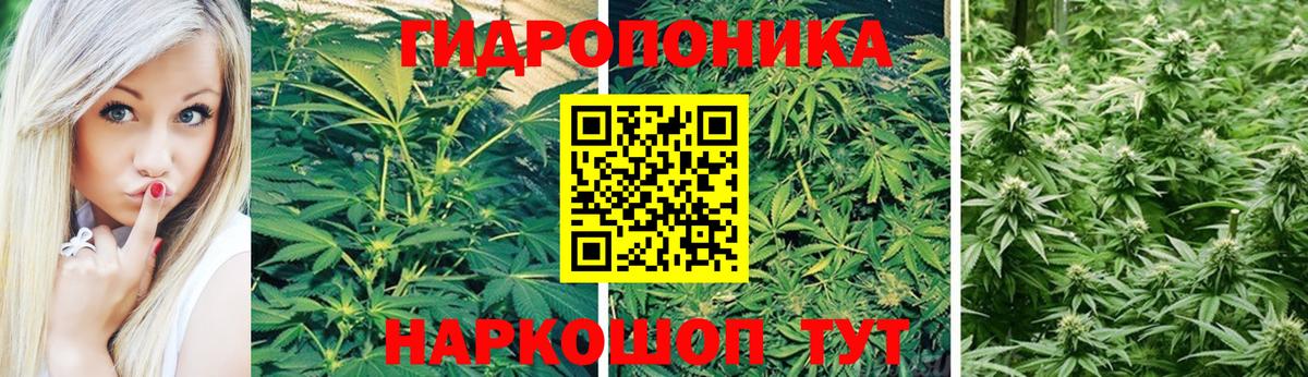 Каннабис индика Нововоронеж